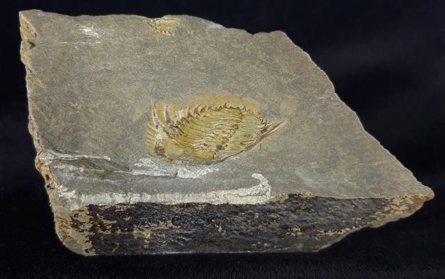 Kettneraspis seiberti BASSE in BASSE & MLLER 2004 - Bild © FossNet FossilienStore